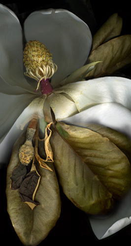 Kim Kauffman Photography | Stud...